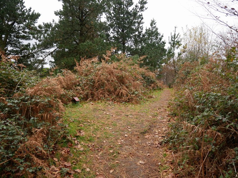 Lapurzuloko tontorra