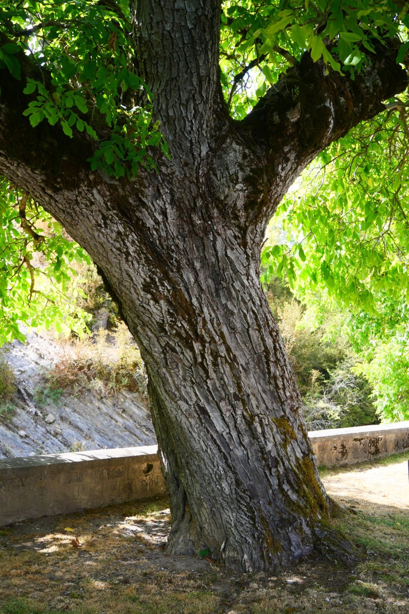 Gardeko intxaurrondoa