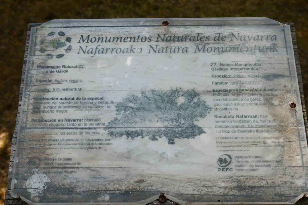 Gardeko intxaurrondoa