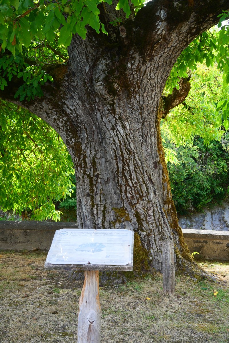 Gardeko intxaurrondoa