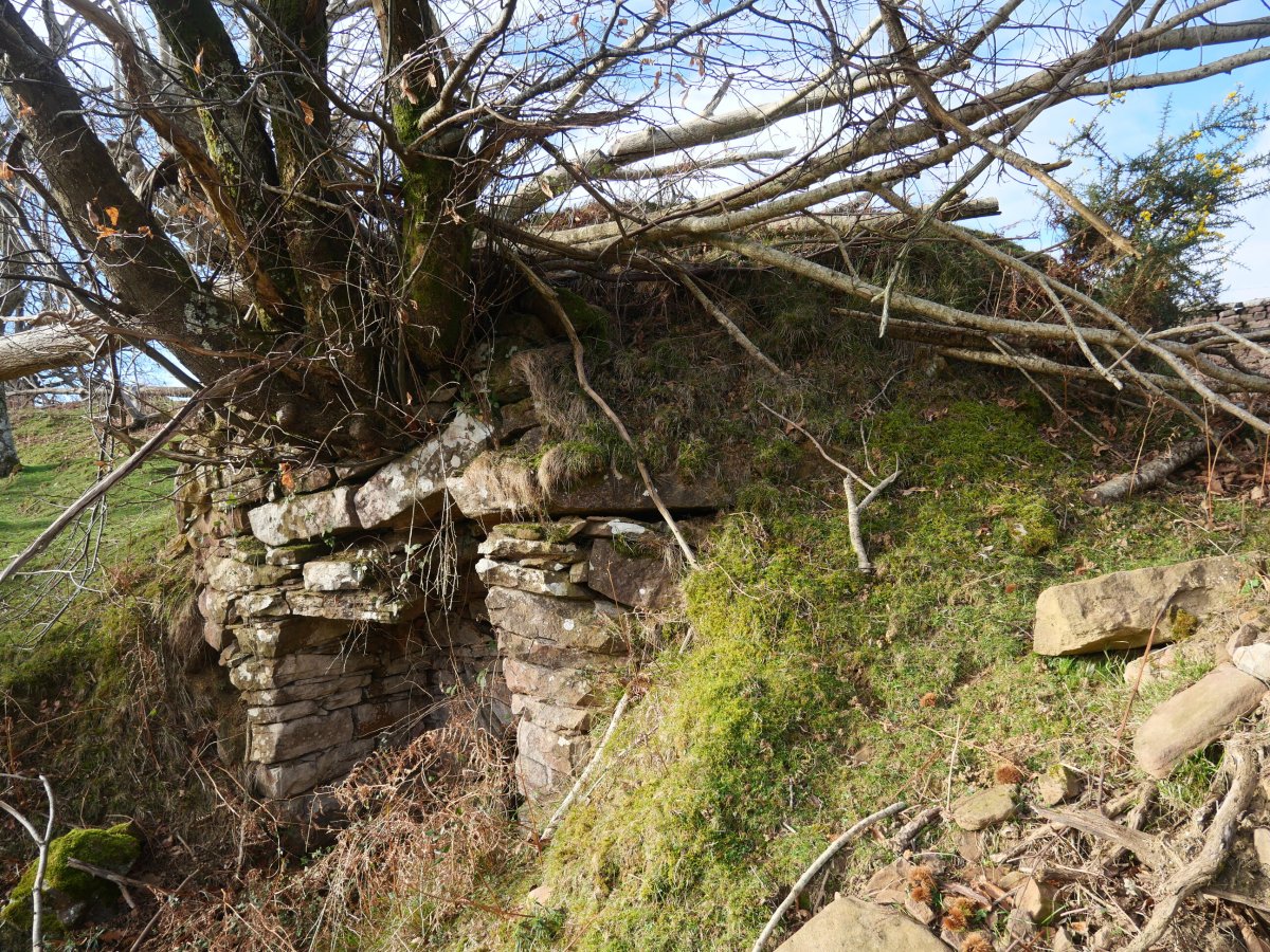 Mitxeleneko bordako karobia