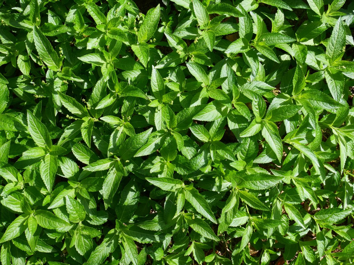 Mercurialis perennis, Bera aldean, errekaren bazterrean