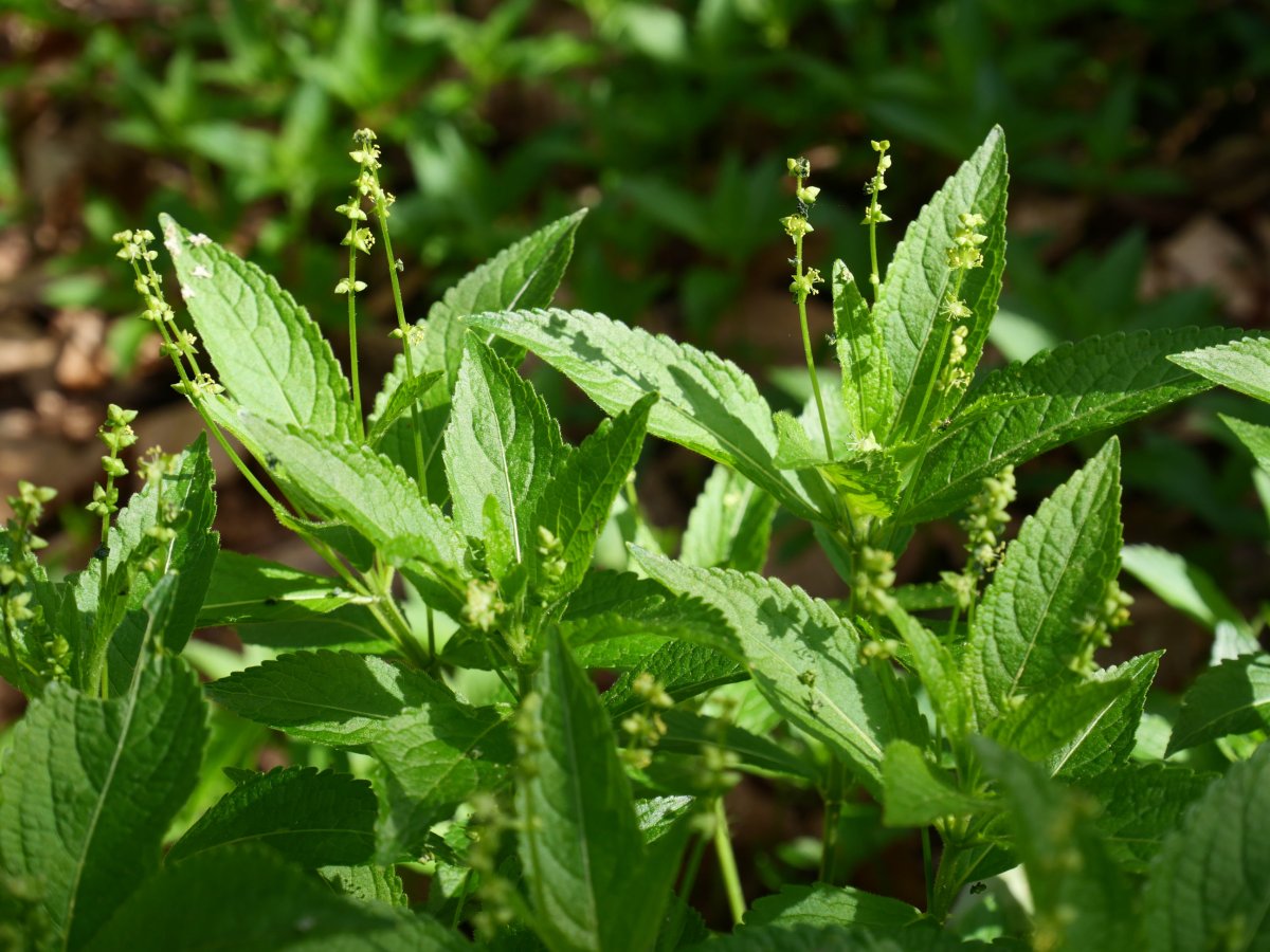 Mercurialis perennis, Bera aldean, basoaren itzalean, errekaren bazterrean