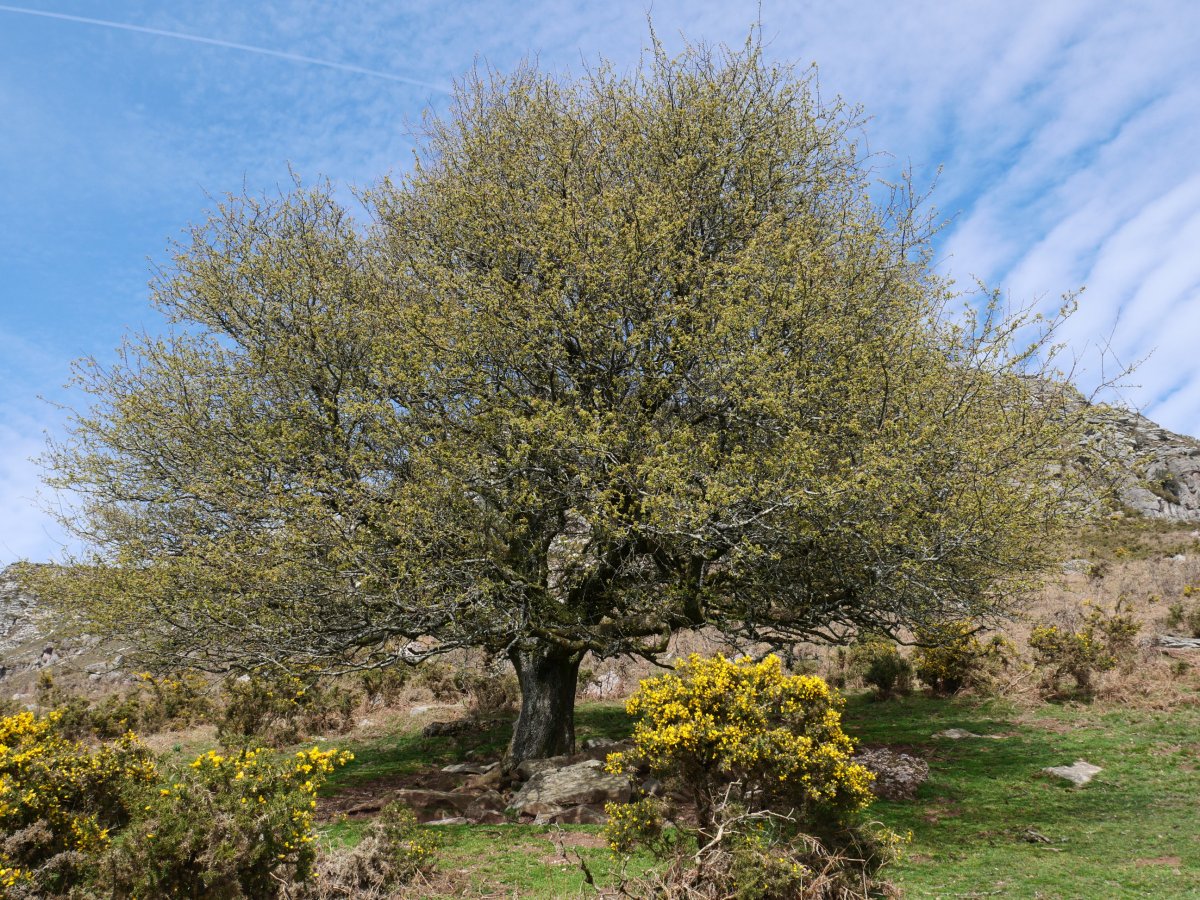 Larruneko udareondoa