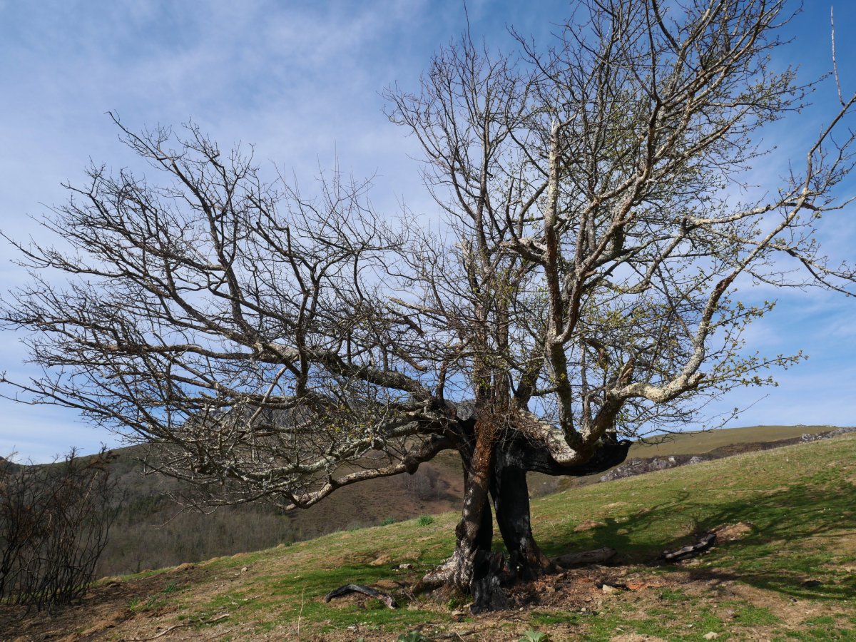Berako udareondoa, sutearen ondoren
