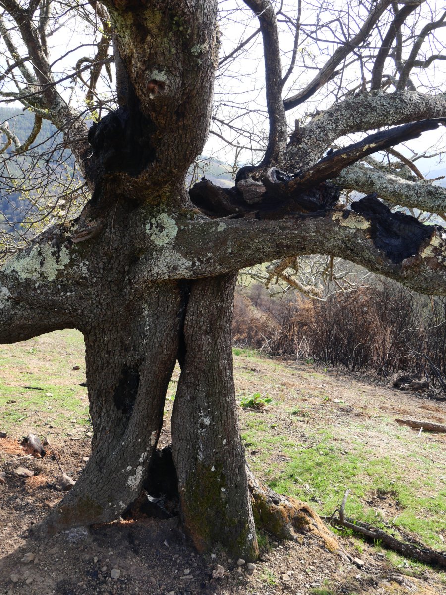 Berako udareondoa, sutearen ondoren