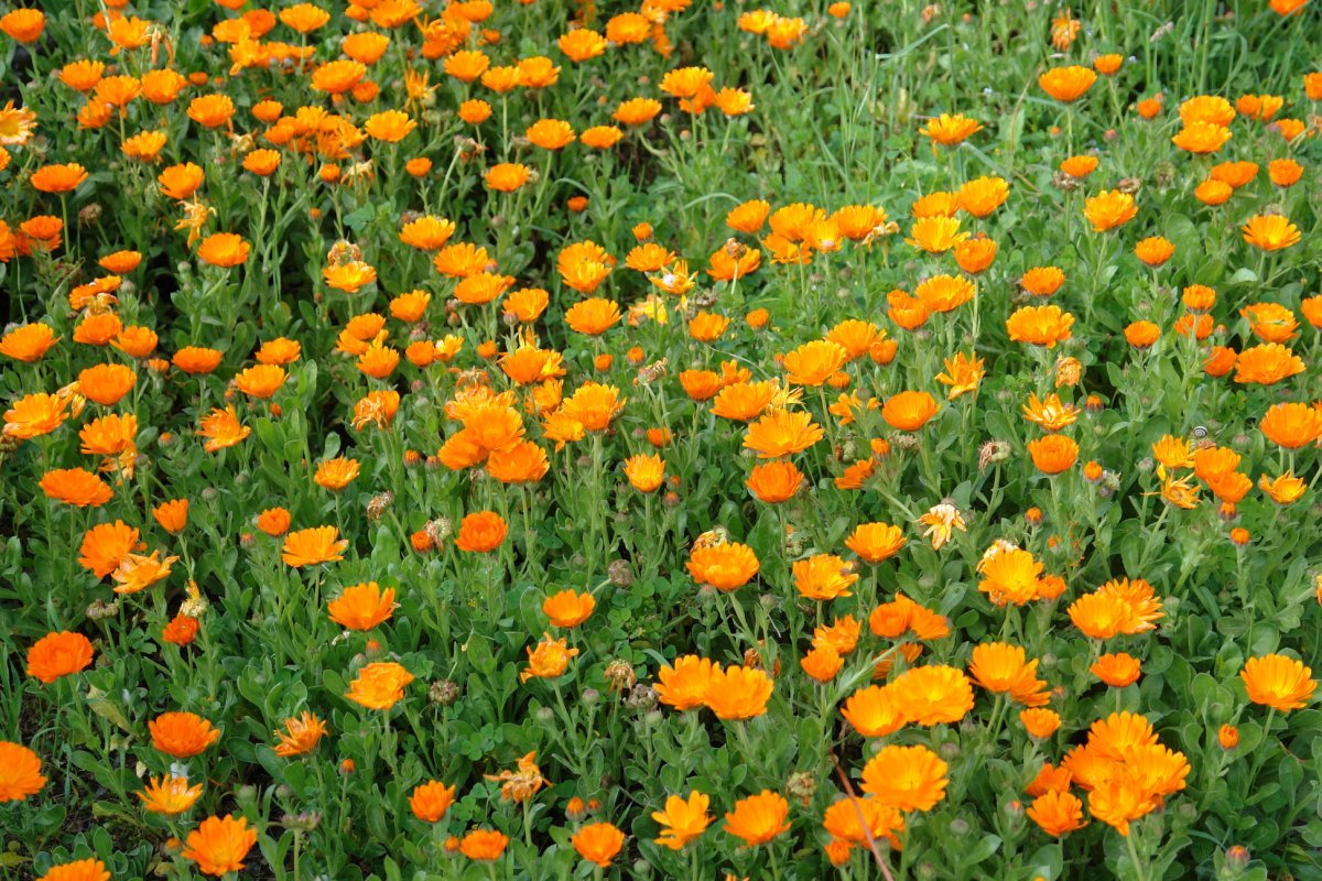 Calendula officinalis