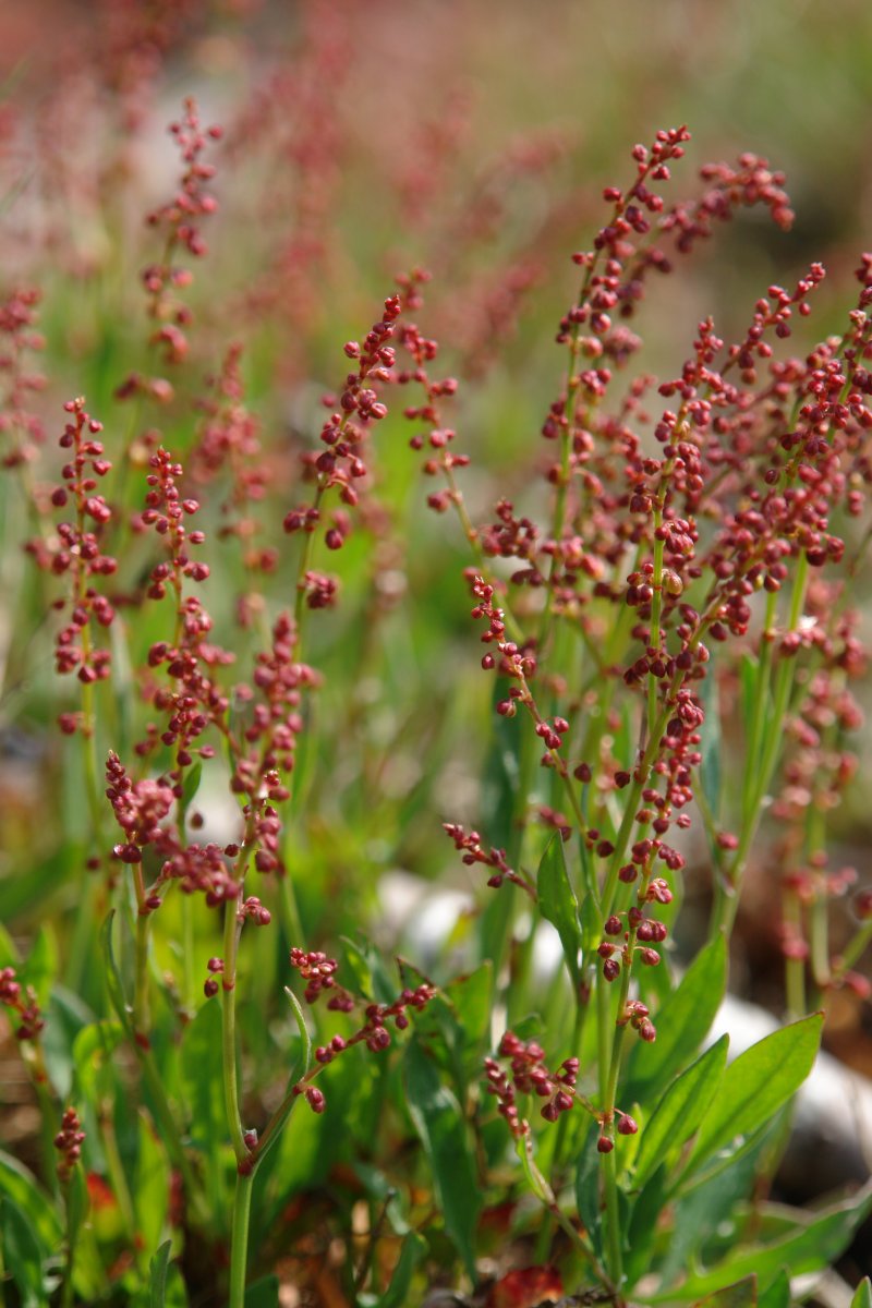 Rumex acetosella Oteixon mendian