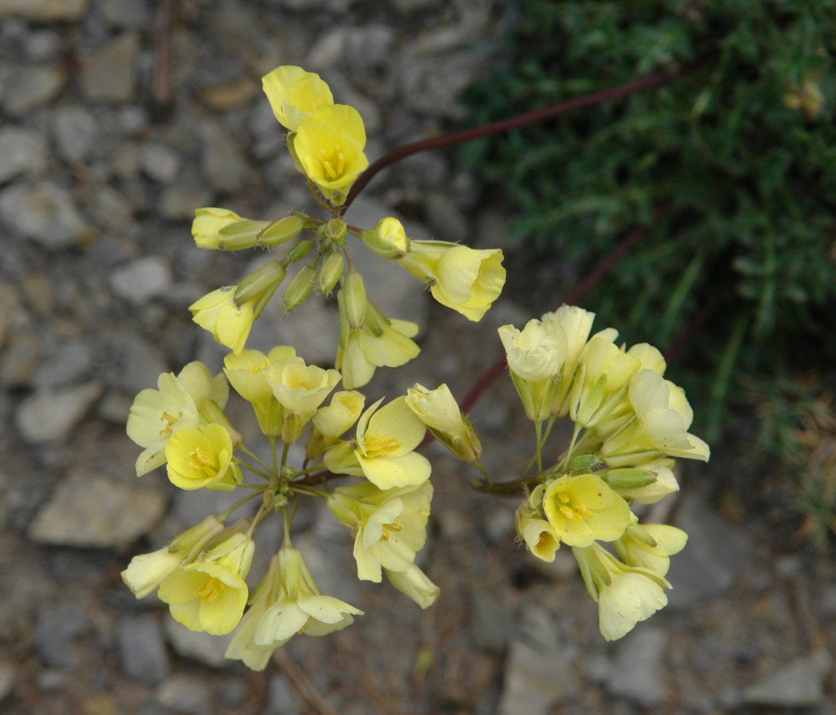 Brassica repanda, Oteros mendian