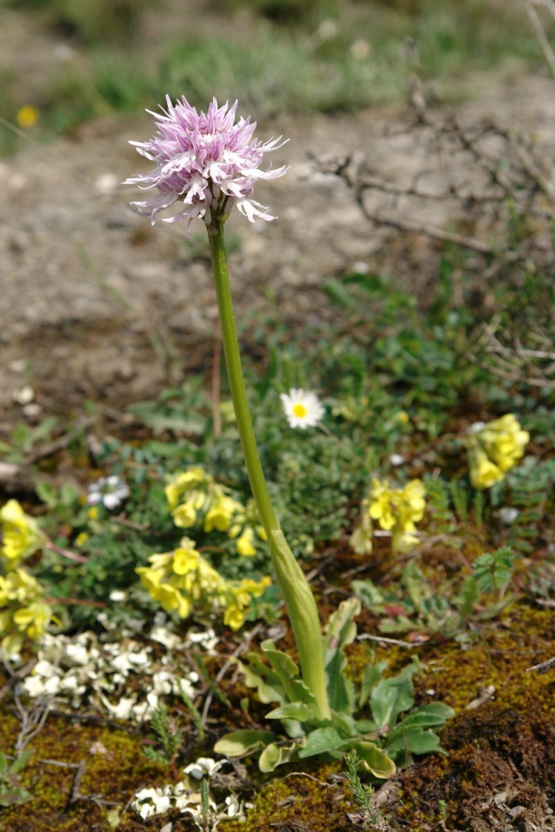 Orchis italica, Oteros mendian
