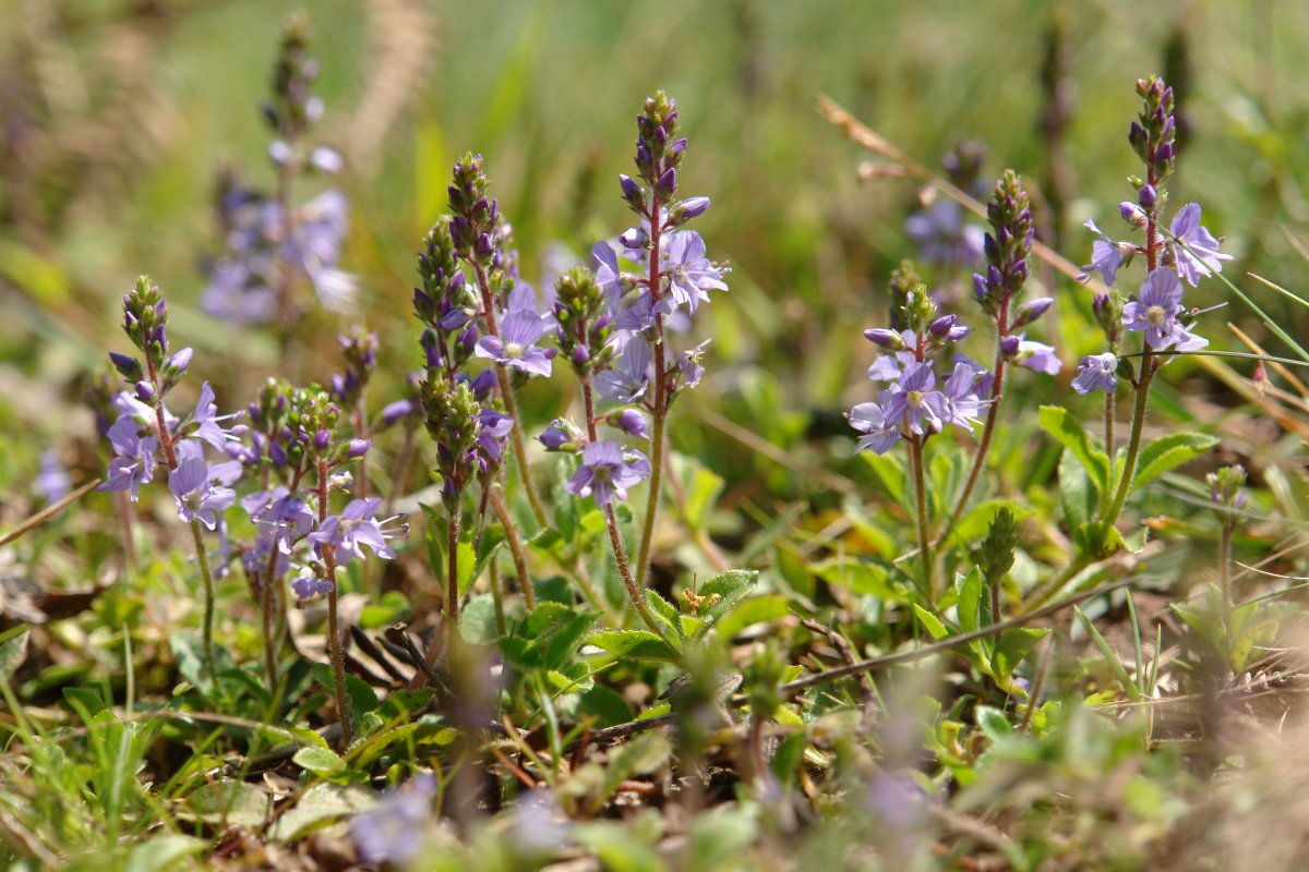 Veronica officinalis Oteitzoiana mendian