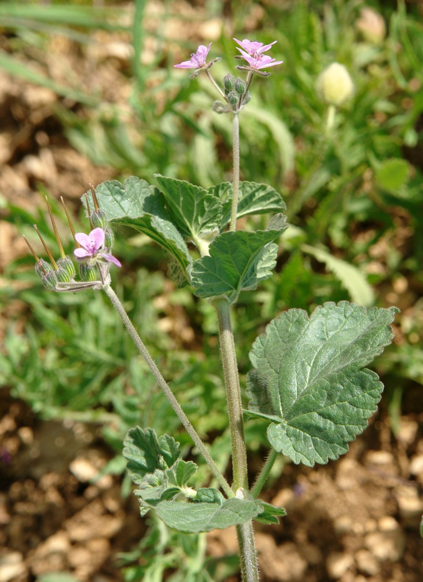 Erodium malacoides, Etxauri mendian