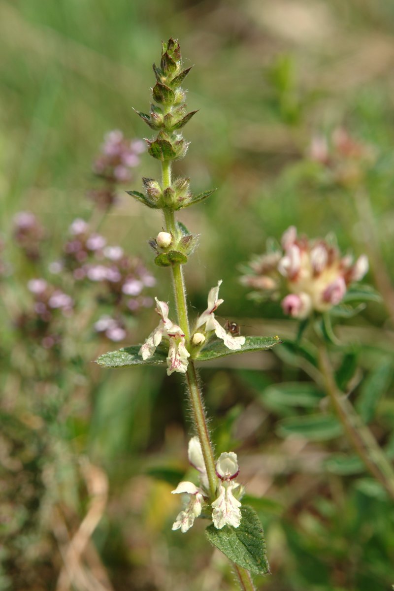 Stachys recta, Etxauri mendian