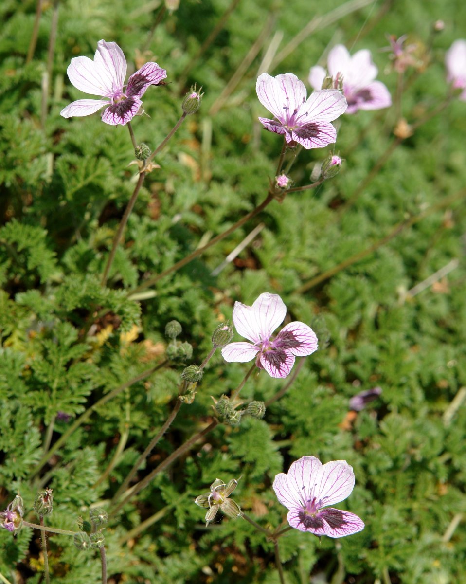 Erodium glandulosum Etxauri mendian