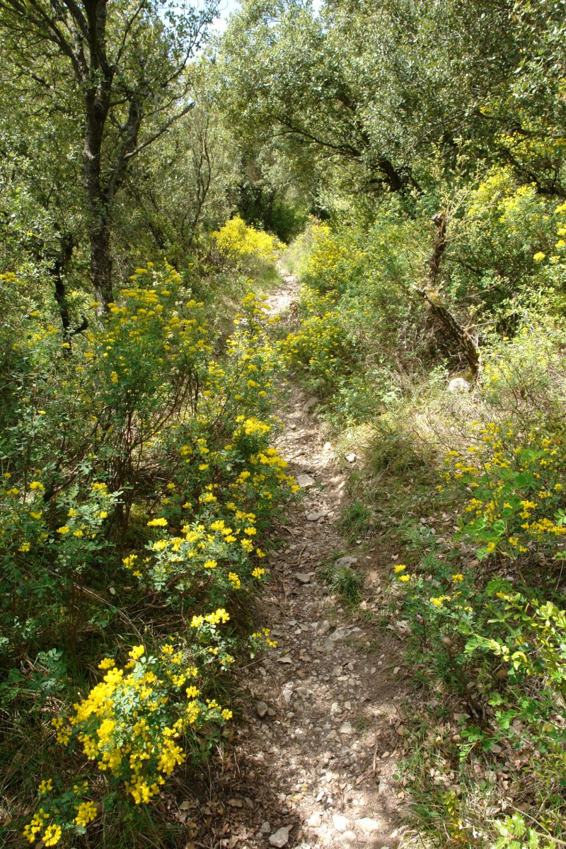 Coronilla valentina bide bazterrak apaintzen, Etxauri mendian