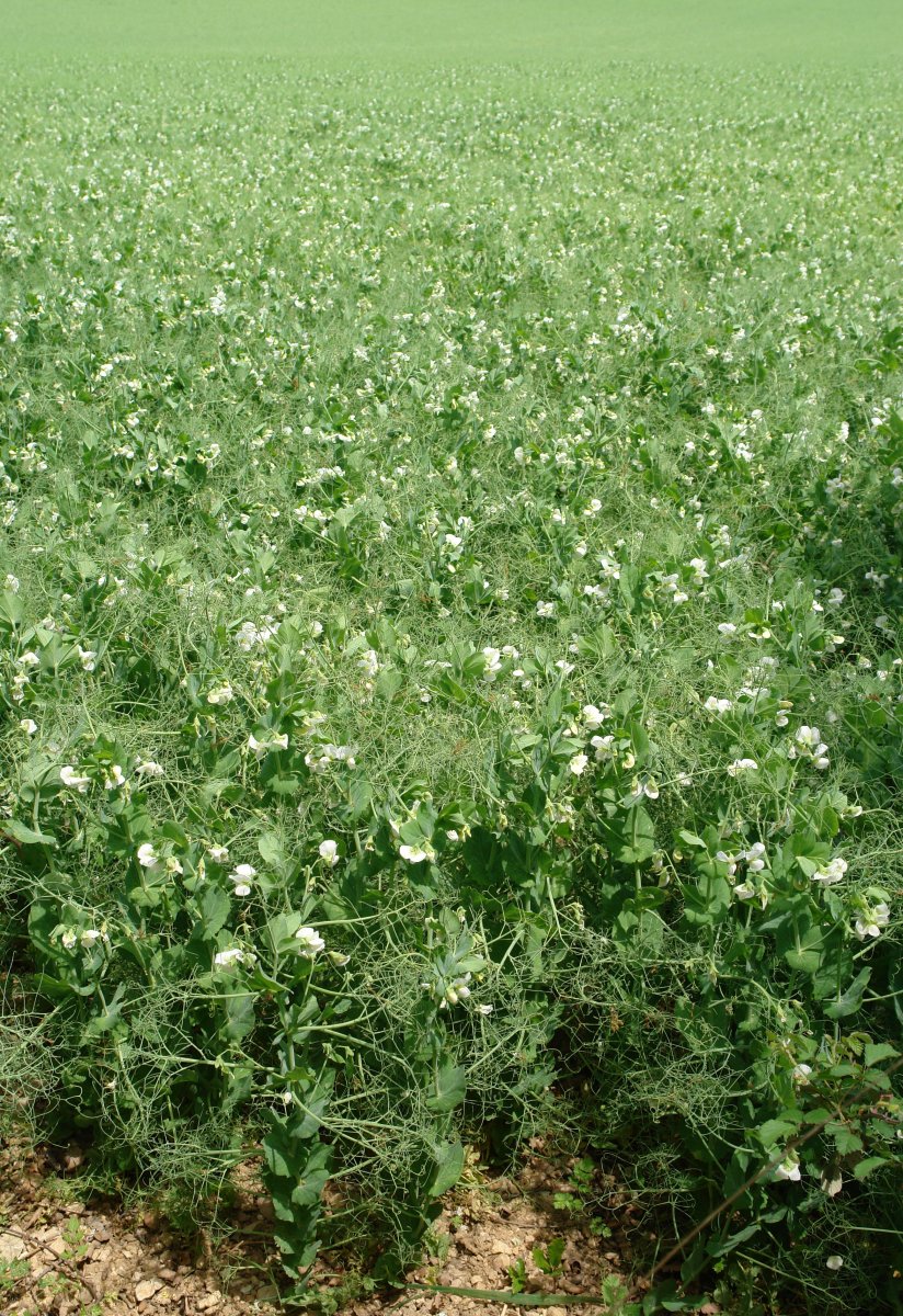 Illar soroa, Etxauri aldean