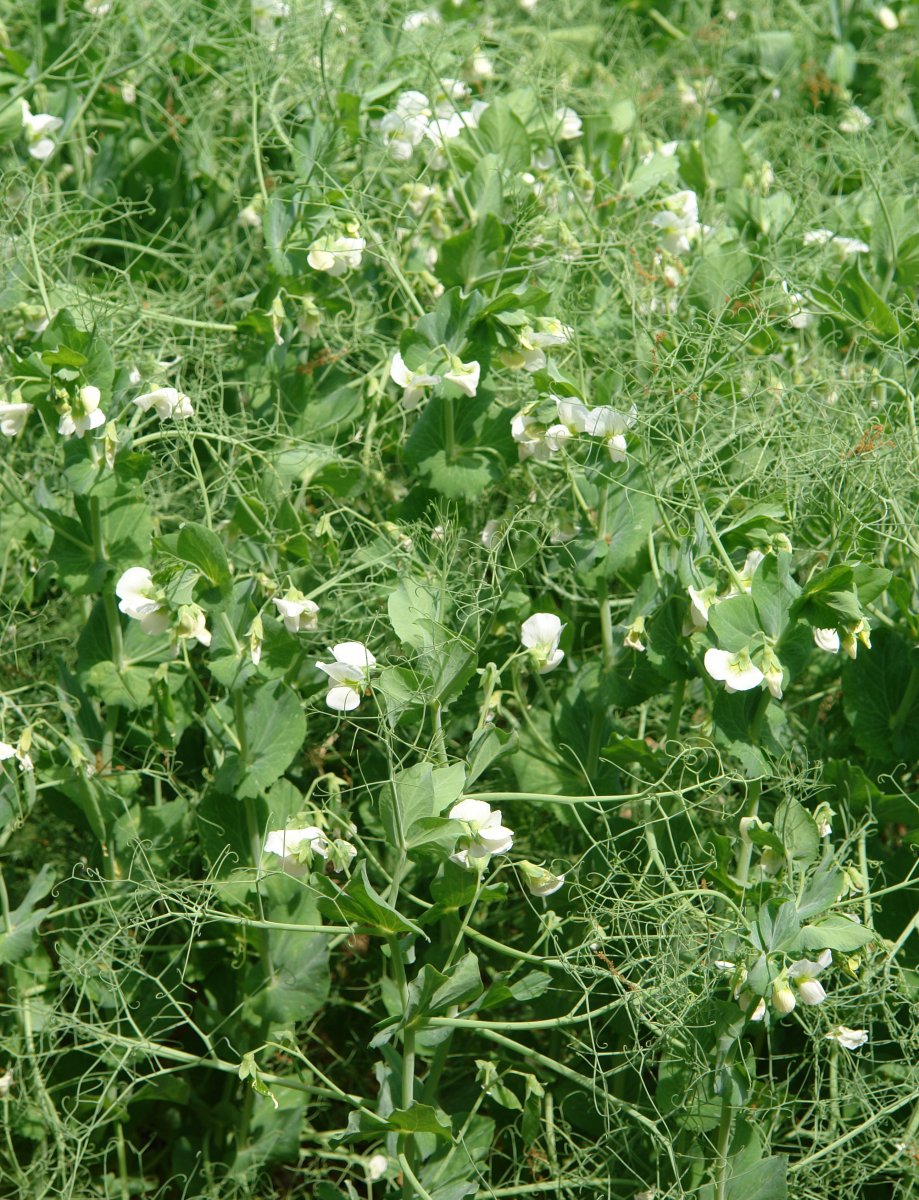 Pîsum sativum, ilarra