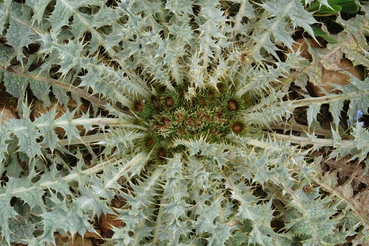 Onopordum acaulon, Erreniega mendian