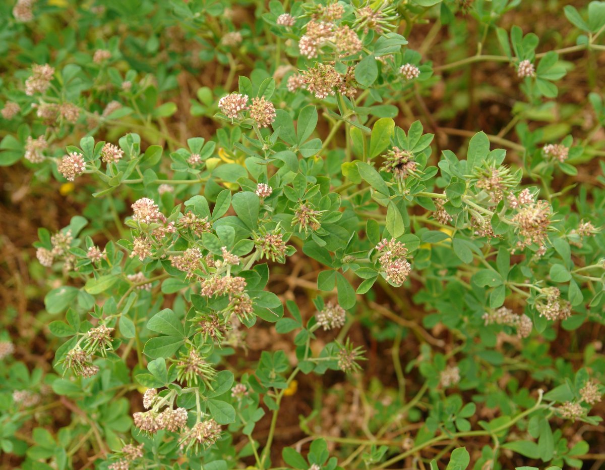 Dorycnium rectum Hernani aldean