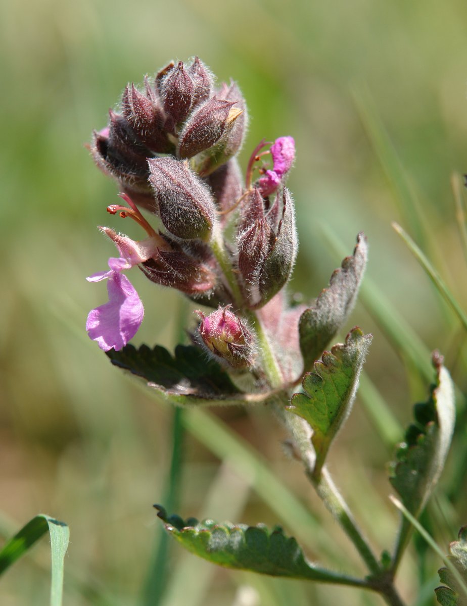 Teucrium chamaedrys, Eskintza mendian
