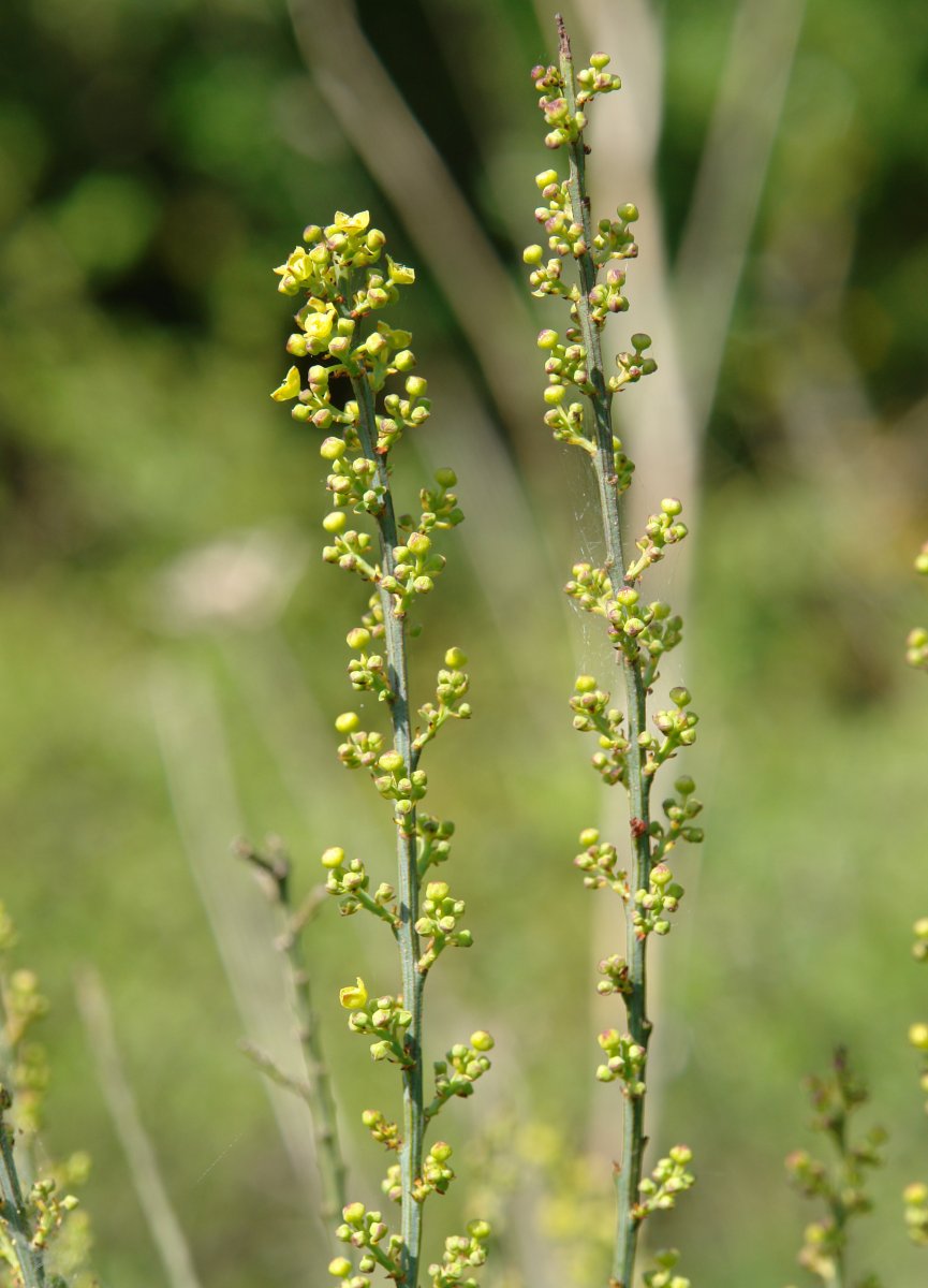 Coronilla valentina Etxauri aldean