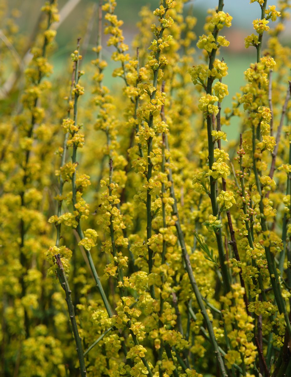 Coronilla valentina Etxauri aldean