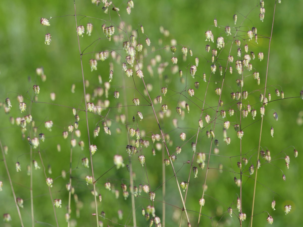 Briza media, Hondarribi aldean