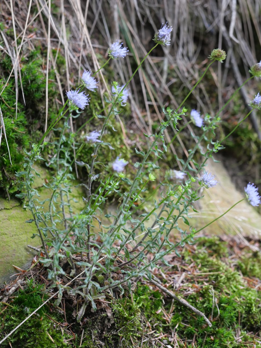 Jasione montana, Aldura mendian
