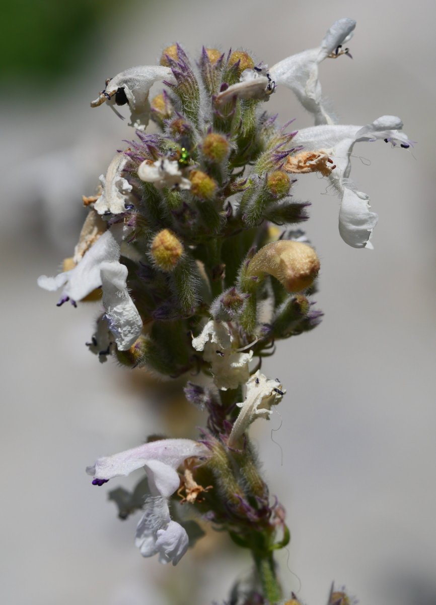Nepeta nepetella, Ezkaurre aldean
