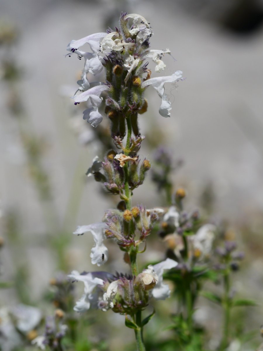 Nepeta nepetella, Ezkaurre aldean