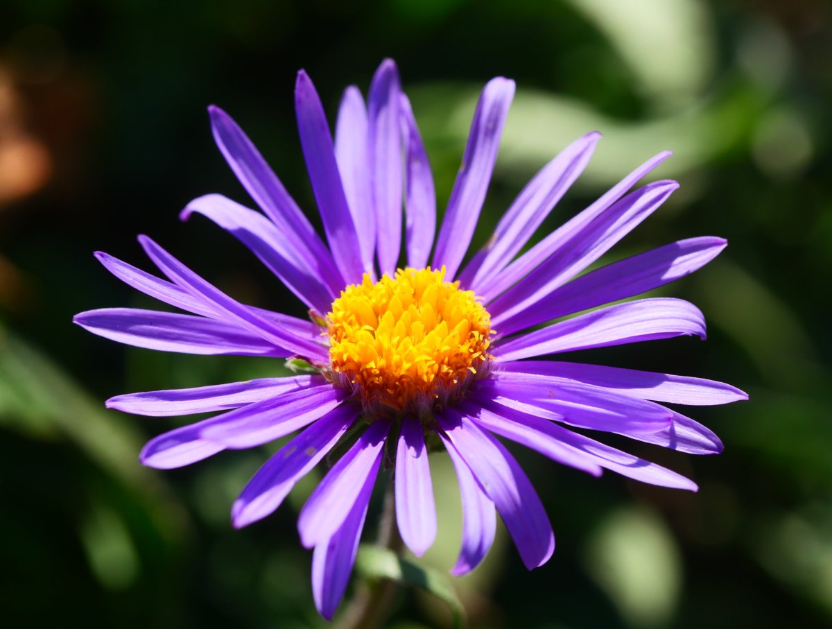Aster alpinus, Lapazarrako bizkarrean