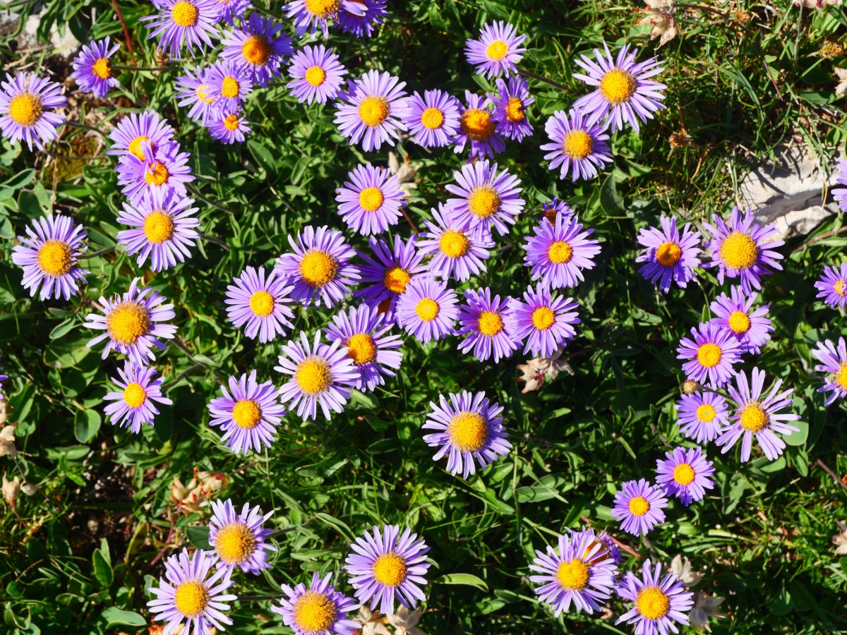 Aster alpinus, Lapazarrako bizkarrean