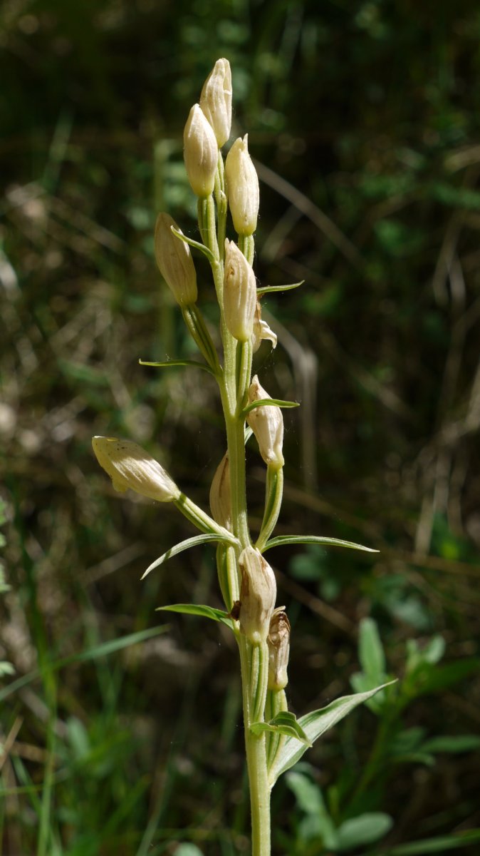 Cephalanthera damasonium 
