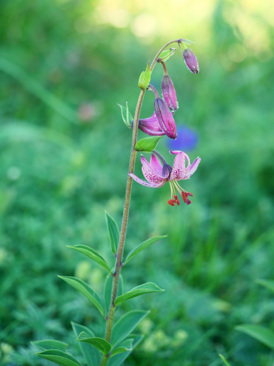 Lilium martagon, Lapazarrako bizkarrean
