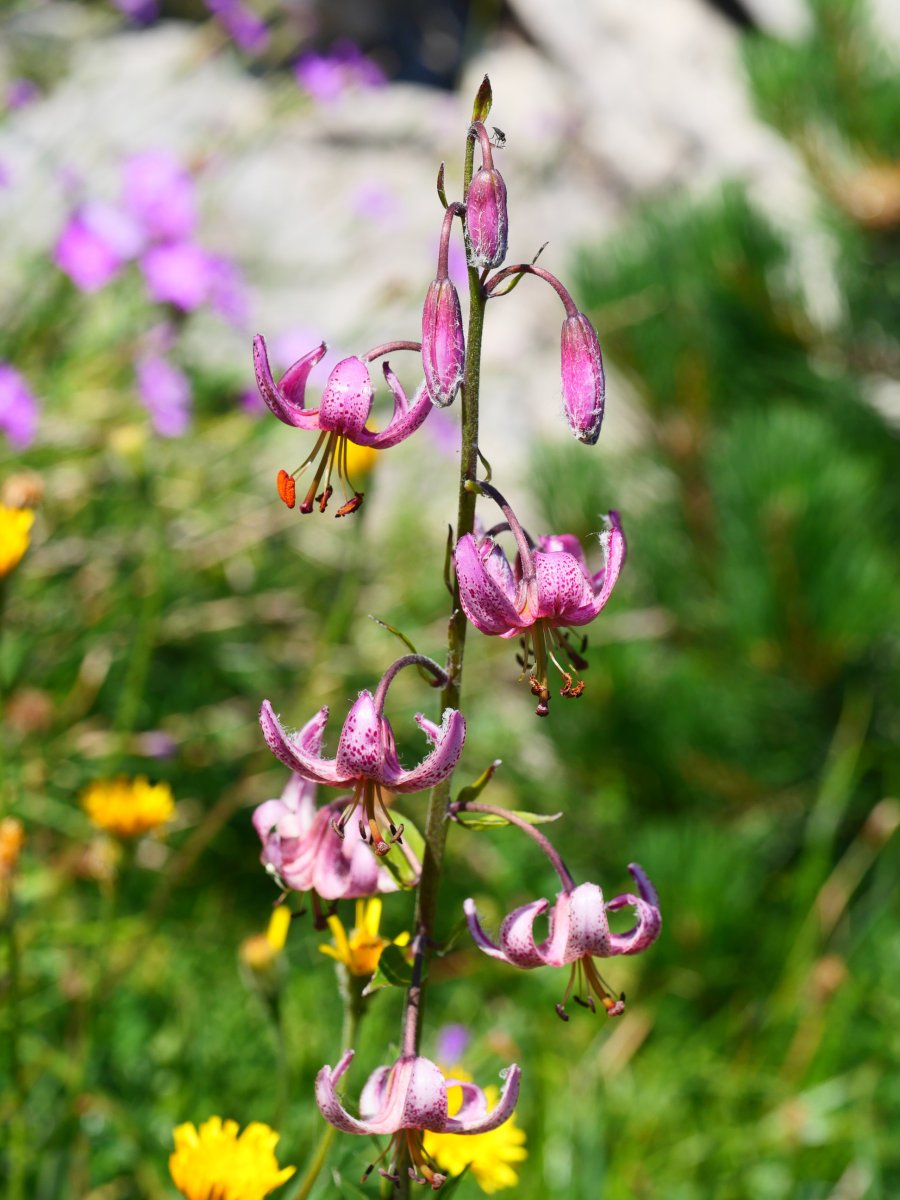 Lilium martagon, Lapazarrako bizkarrean