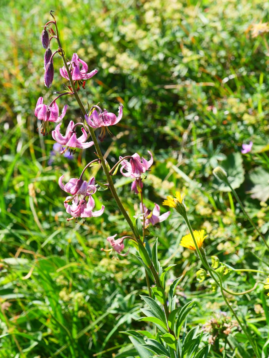 Lilium martagon, Lapazarrako bizkarrean