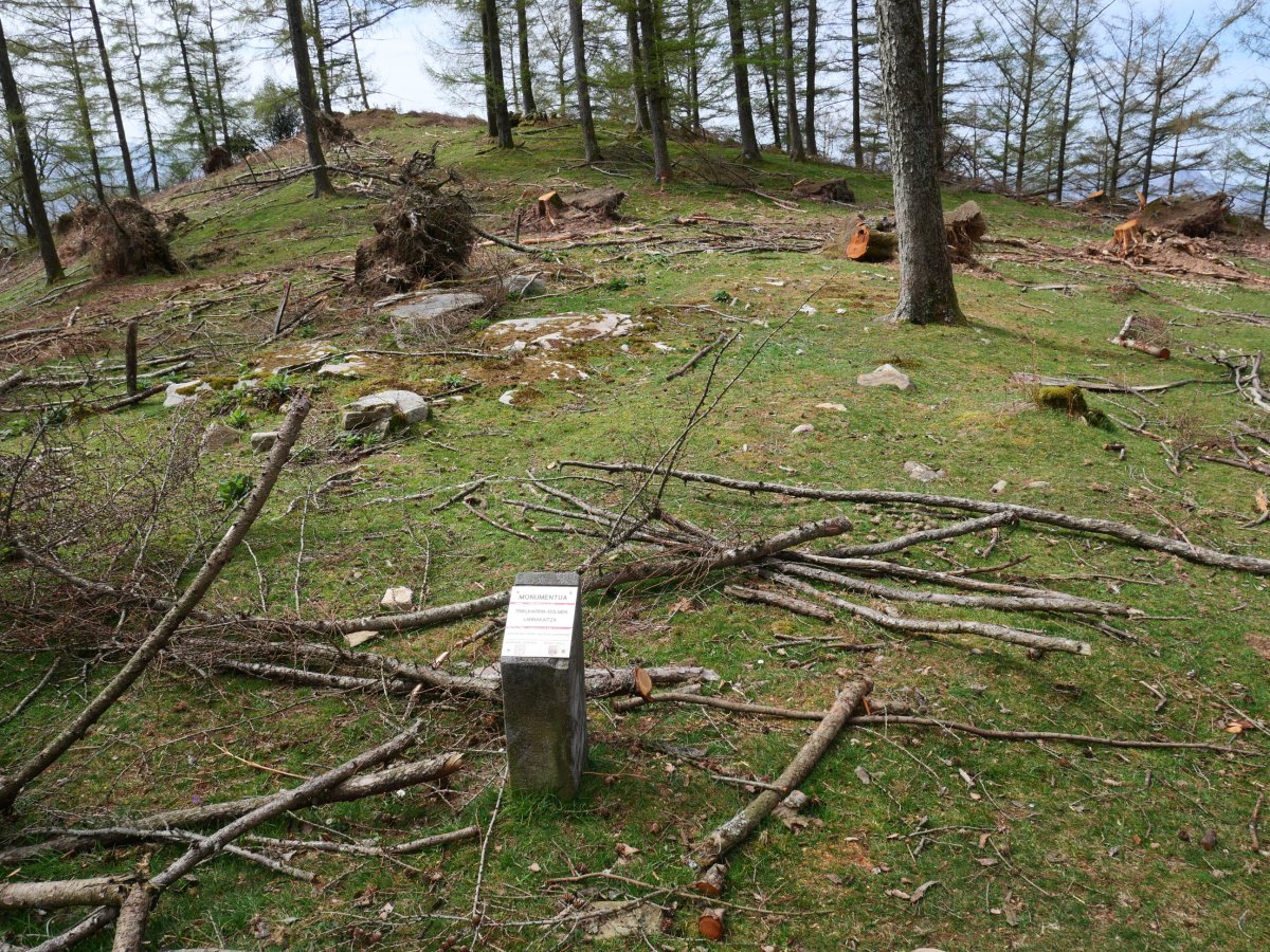 Larrakaitza trikuharria, Bera.