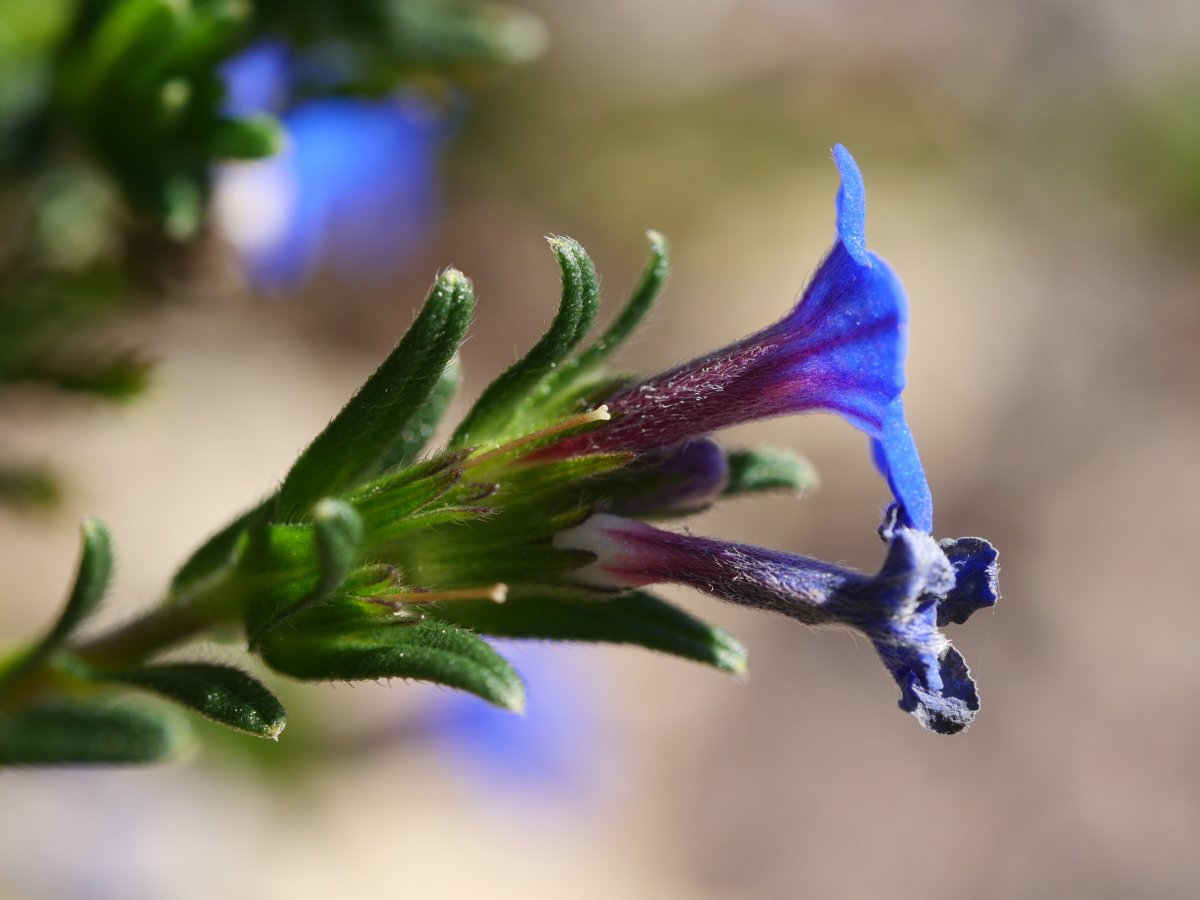 Lithodora prostrata, Endara aldean
