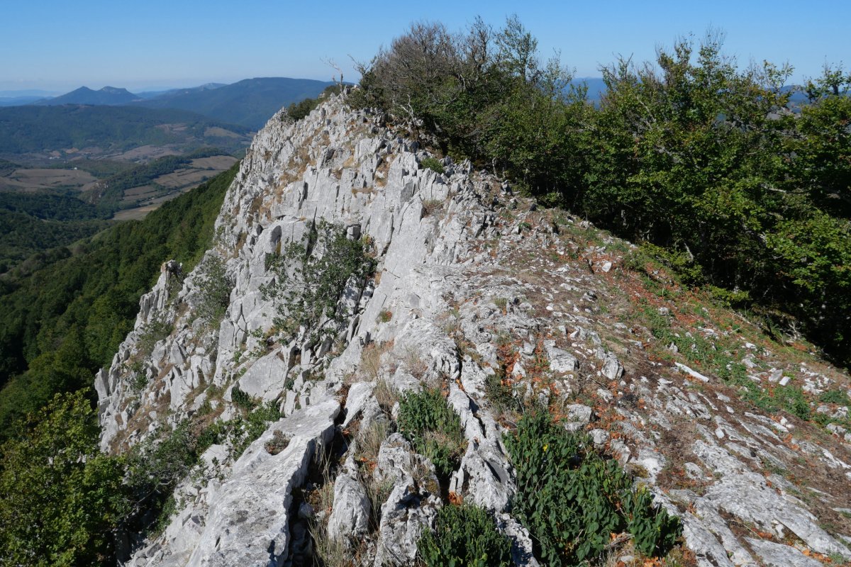 Tontorra ekialdetik, Arrondoa