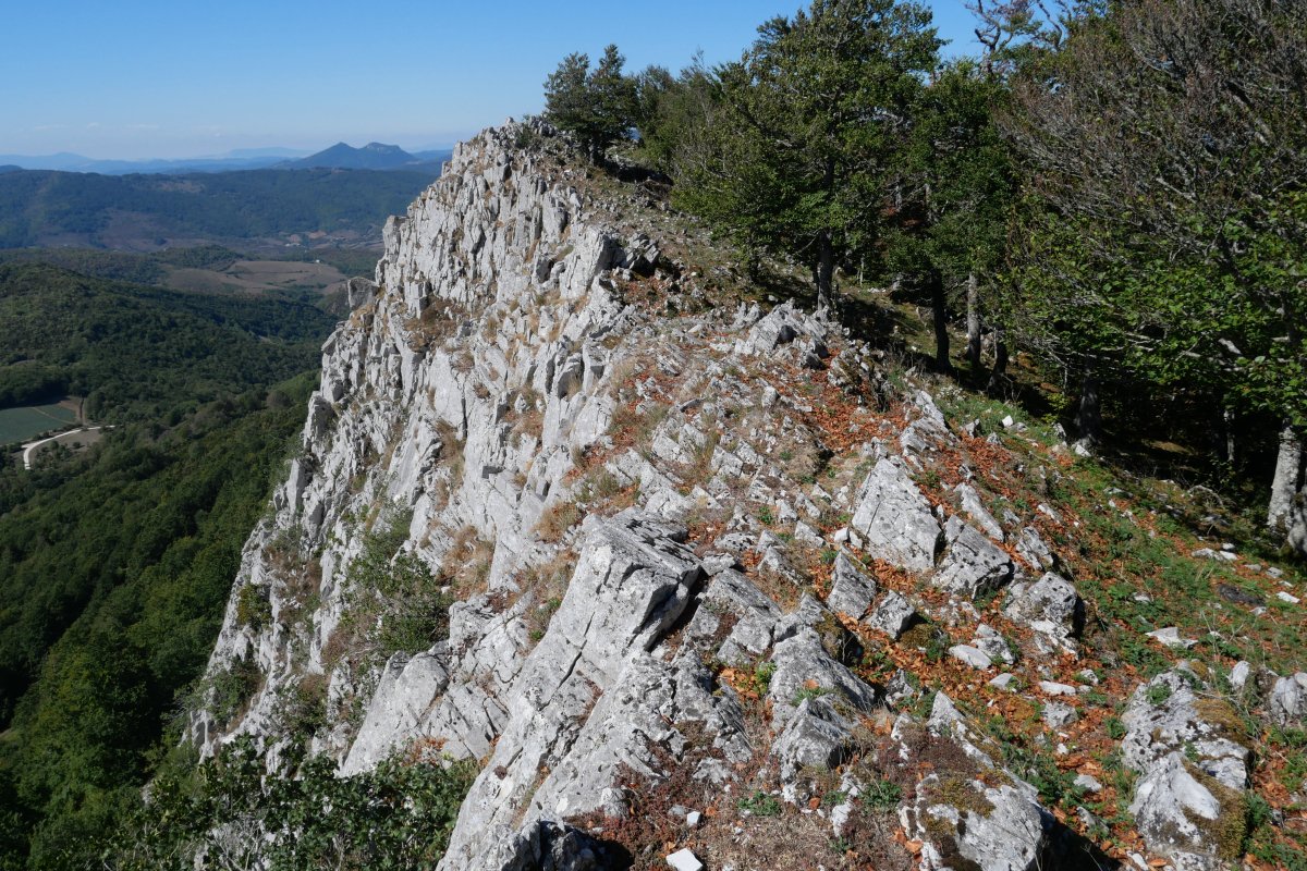 Mendebaldeko gandorra