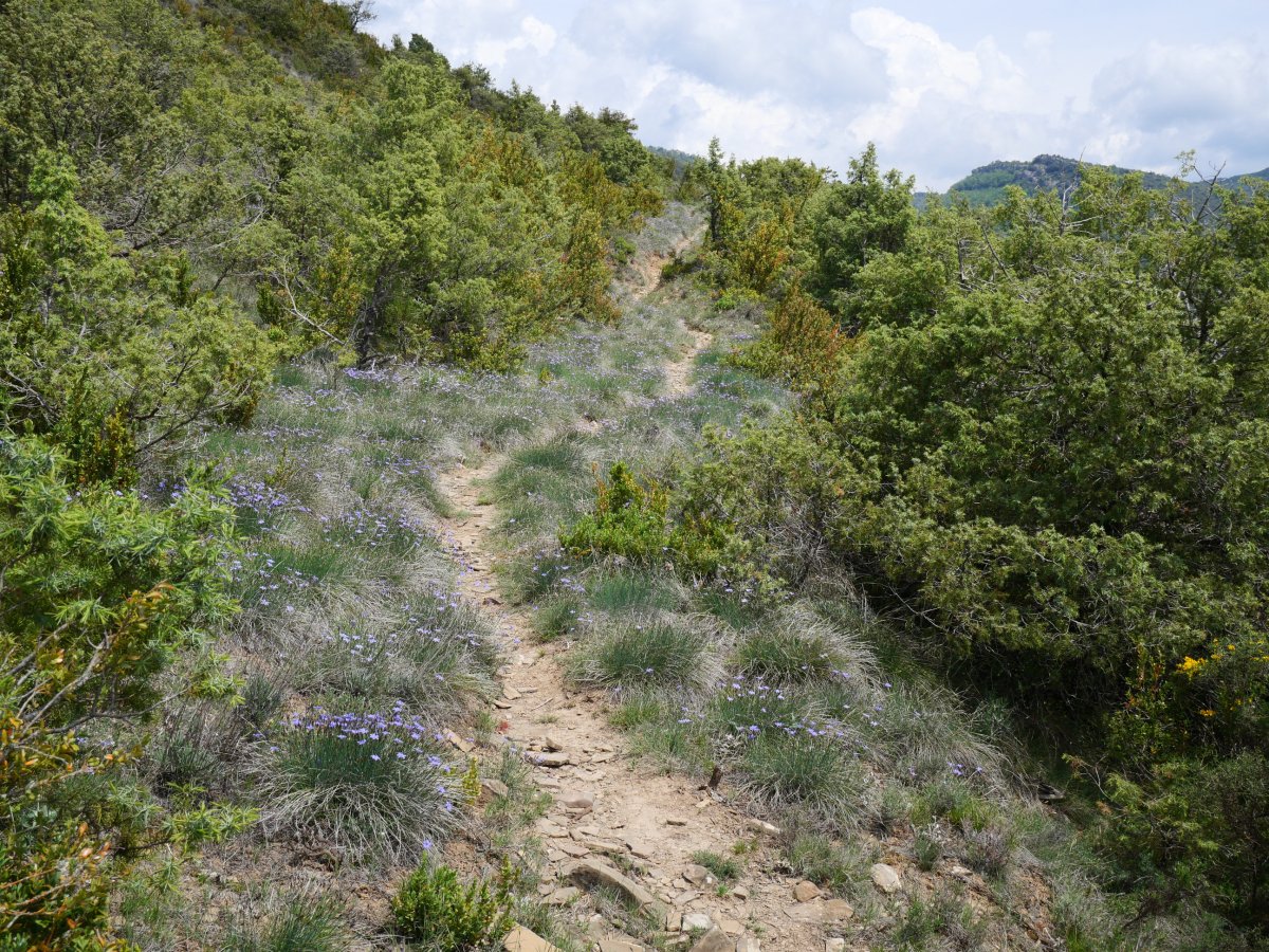 Bintze aldetik igotzen den bidezidorra