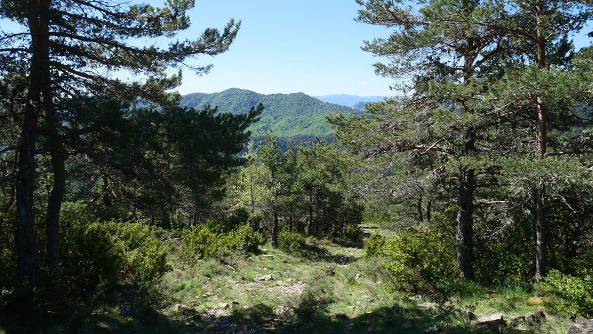 Ansotik datorren bidea