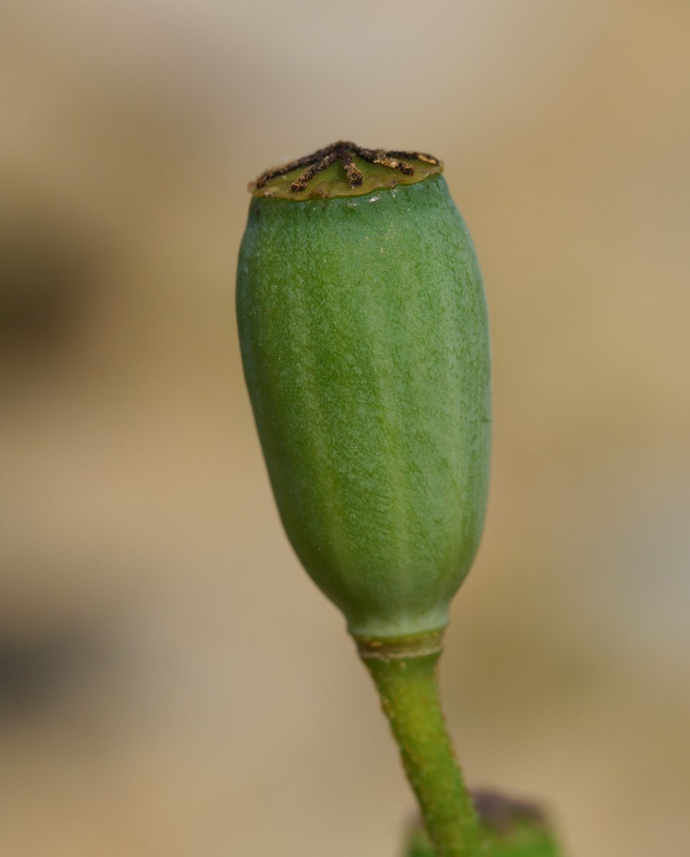 Papaver dubium, Txoritokieta aldean