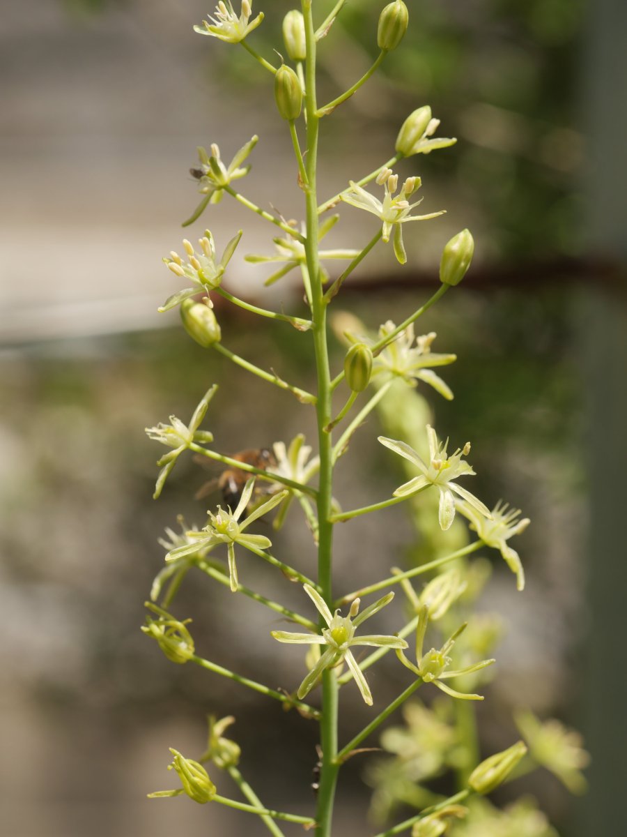 Ornithogalum pyrenaicum Irurtzun aldean