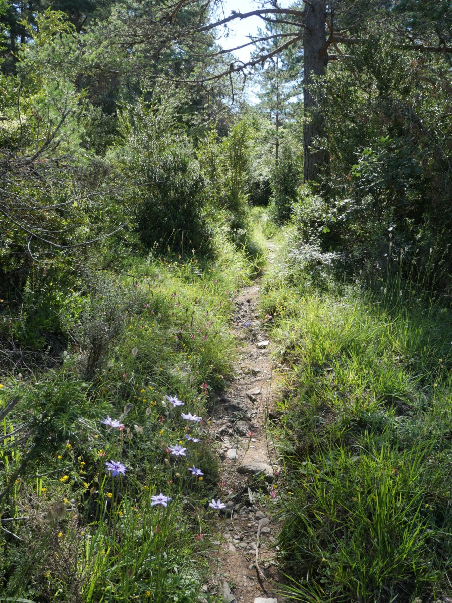 Igoerako bidezidorra