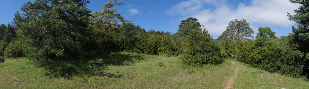 Azken txanpan pista zabala utzi eta ezpel artetik gerturatuko gara tontorrera