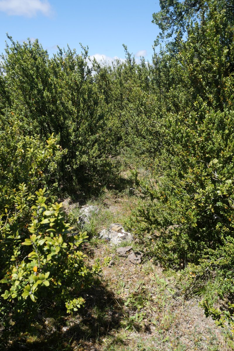 Sasi tontorreko tako geodesikoa