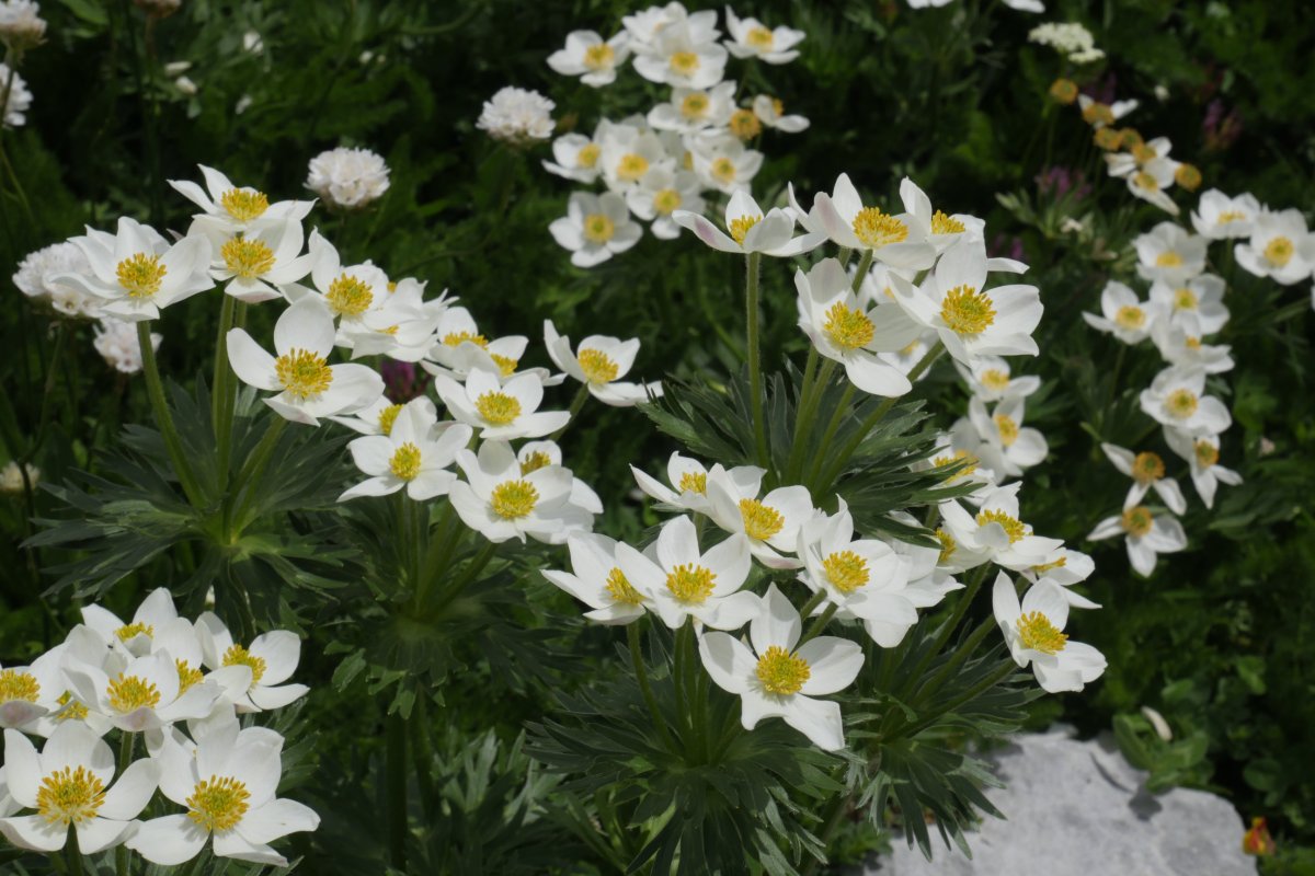 Anemone narcissiflora Auñamendi aldean