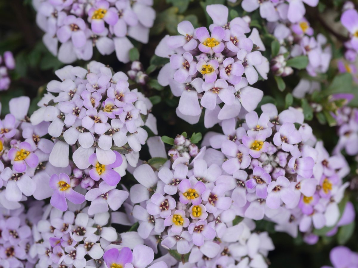Iberis carnosa Auñamendi mendian