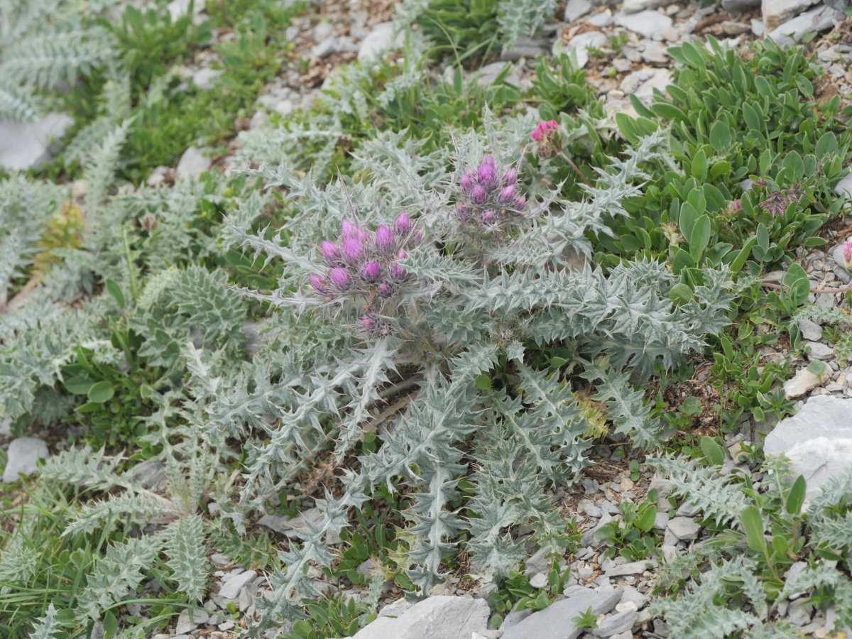 Carduus carlinoides Auñamendi mendian